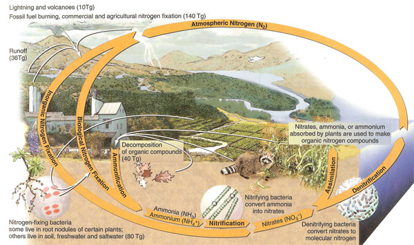 Natural History-Natural Cycles Natural History-Natural Cycles