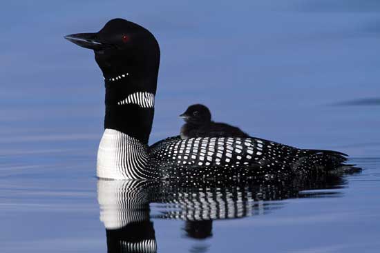 common loon range. Figure 2.70: Common loon with