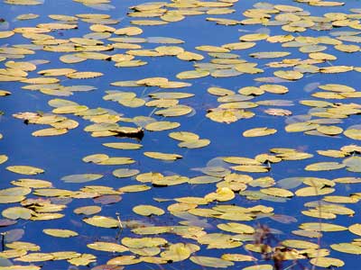 flathead lake water clarity